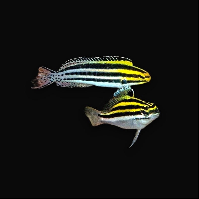 Meiacanthus Grammistes