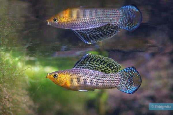 zeewater hoogvinkarper (Poecilia Latipinna) wild kleur