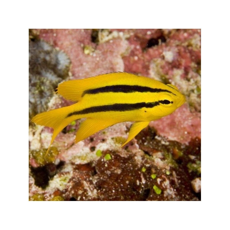 Neoglyphidodon Nigroris