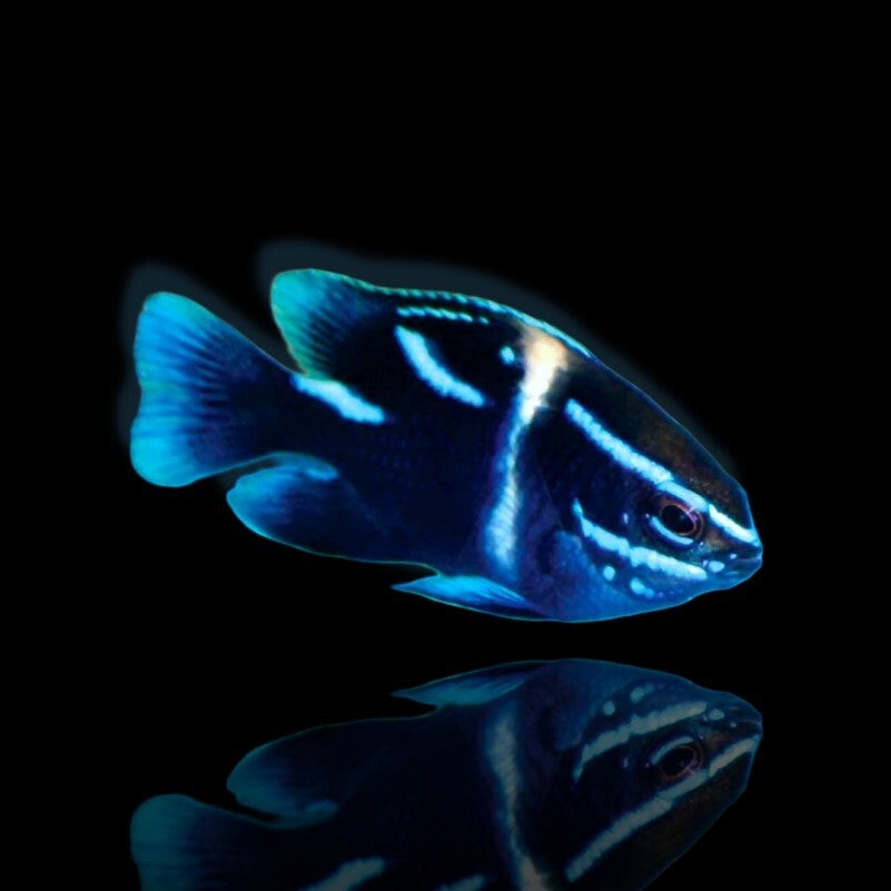 Neoglyphidodon