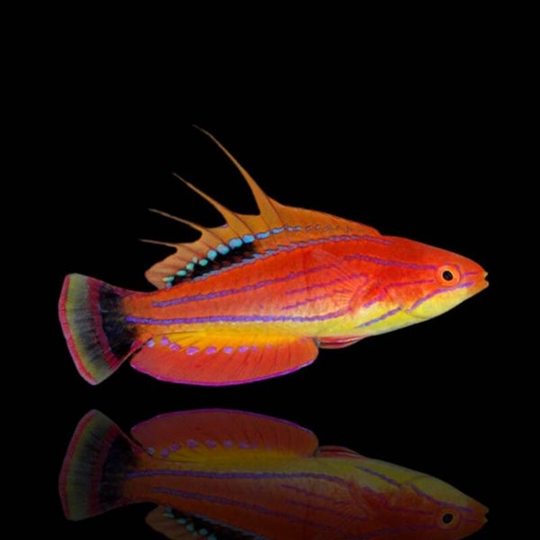 Paracheilinus Carpenteri