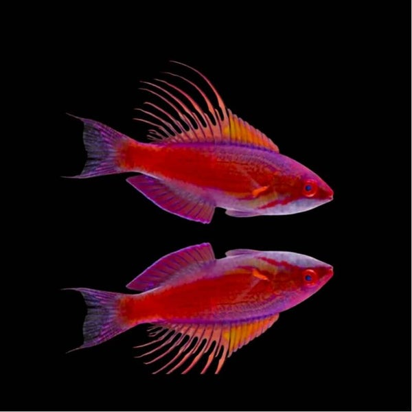 Paracheilinus Cyaneus