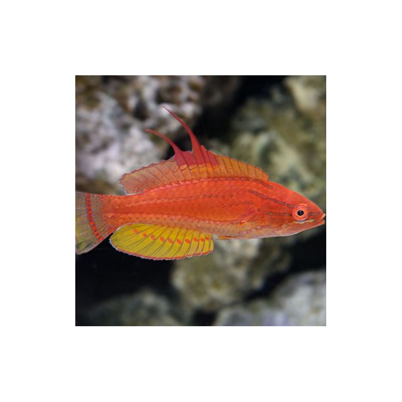 paracheilinus flavianalis