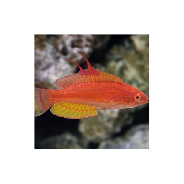 paracheilinus flavianalis