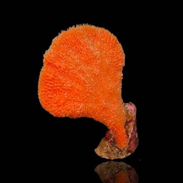 Phakellia Flabellata - Orange Ear Sponge