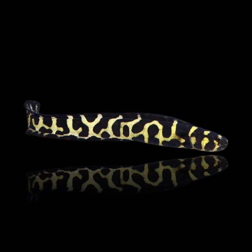 Pholidichthys Leucotaenia