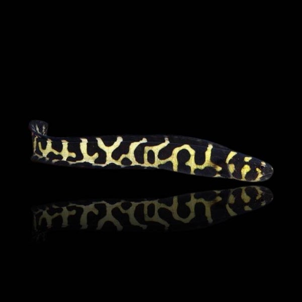 Pholidichthys Leucotaenia