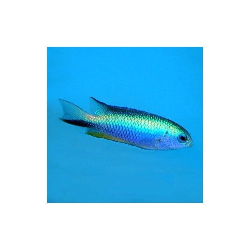Pomacentrus Alleni
