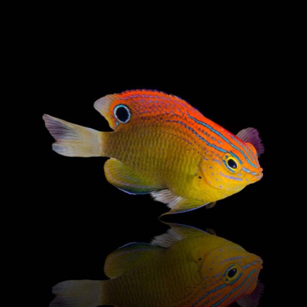 Pomacentrus Bankanensis