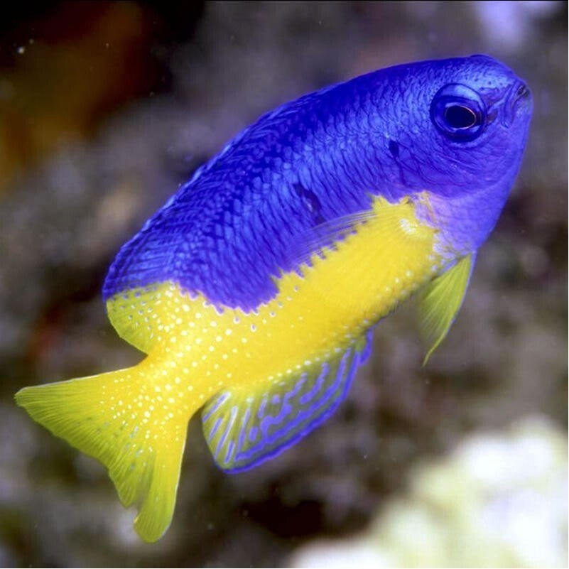Pomacentrus Coelestis