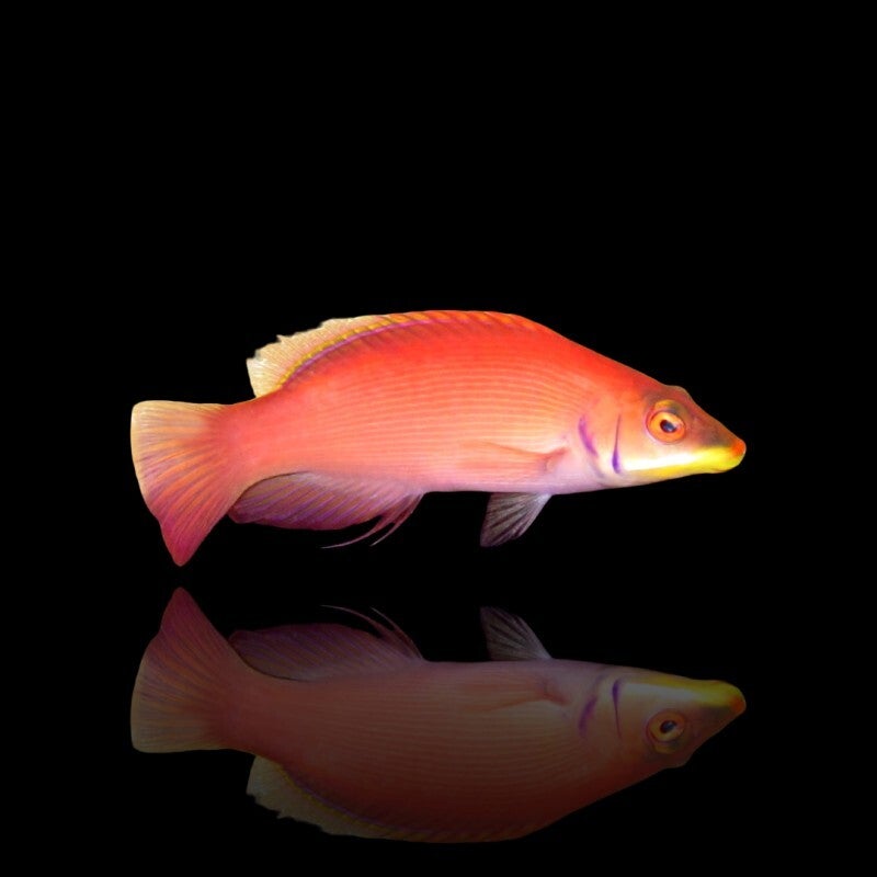 Pseudocheilinus Evanidus