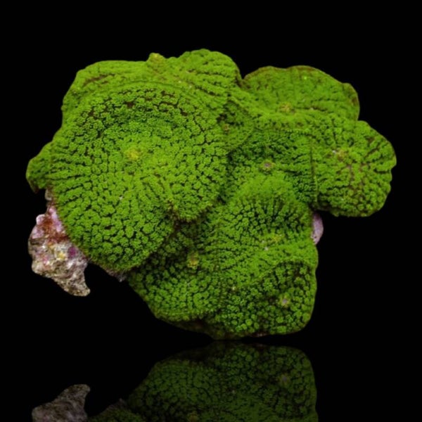 Rhodactis Green On Rock L-size