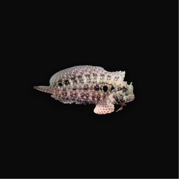 Salarias Ceramensis