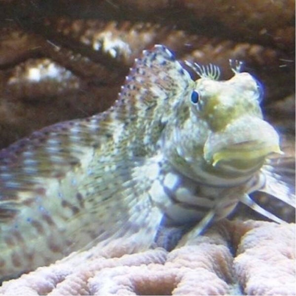 Salarias Fasciatus