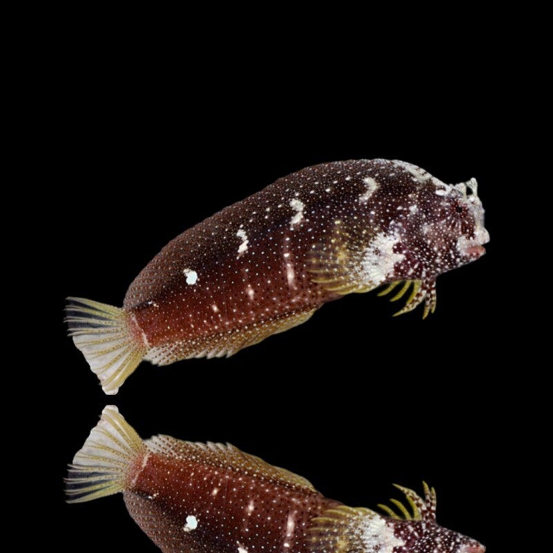 Salarias Ramosus