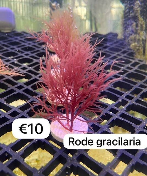 Rode Gracilaria