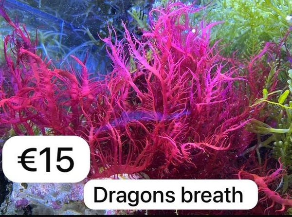 dragons breath