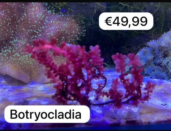 botryocladia M