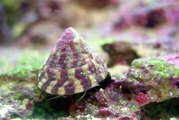 Trochus Histrio