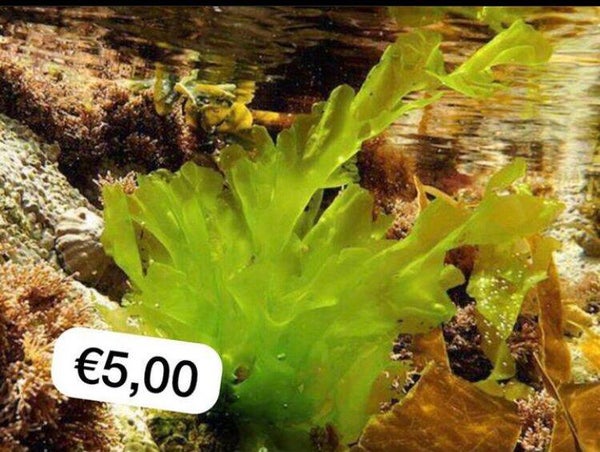 Ulva lactuca (zee sla)