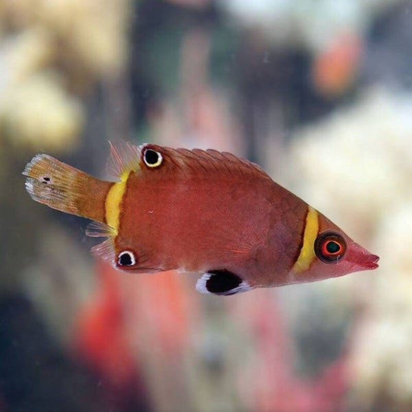 Wetmorella Nigropinnata