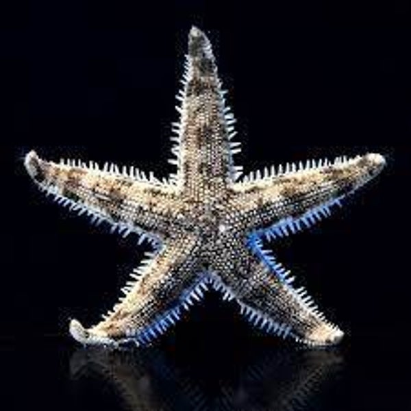 Archaster Typicus  (zand zevende zeester)