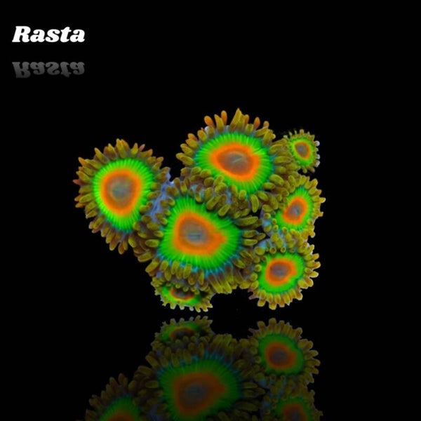 Zoanthus Rasta Frag S-size
