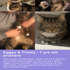 eggsy-and-timmy-for-site-standard.png