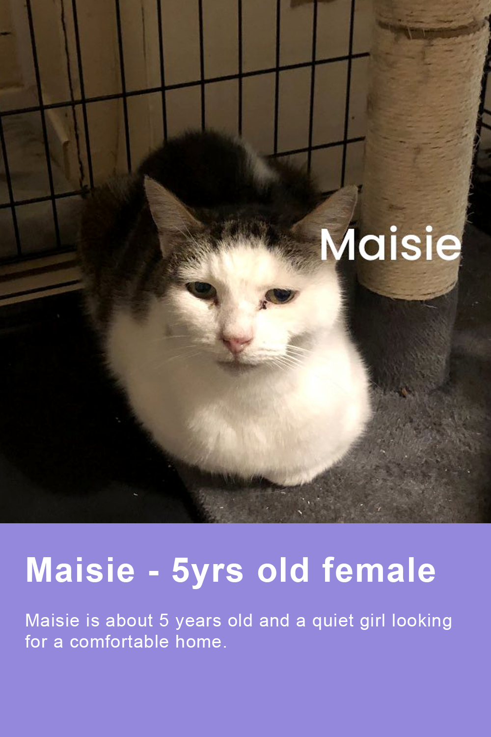 maisie-for-site-standard.png