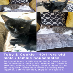 toby-and-cookie-for-site-standard.png