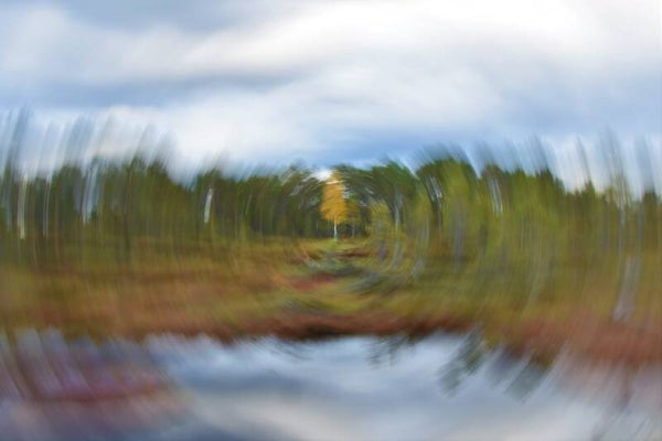 Björken abstrakt