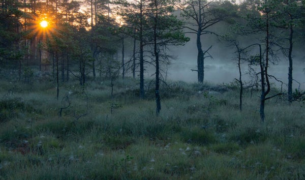 Morgondis