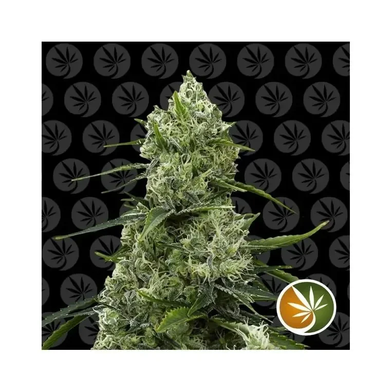 chemical candy green house