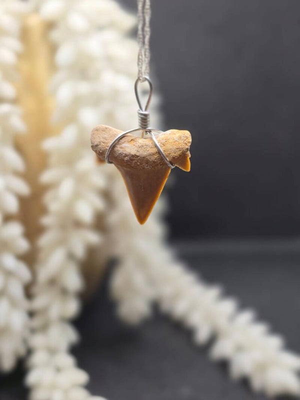 Fossiele Haaien Tand Ketting Hanger