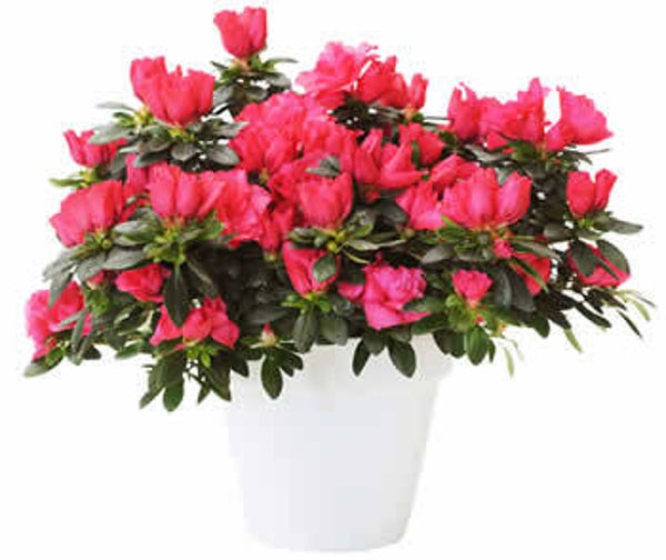 Azalea - 3 voor 13€