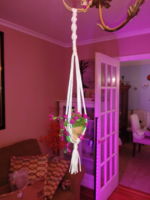 Potted Hanging Plant