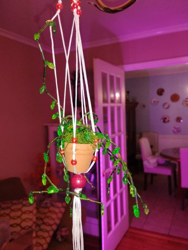 Potted Hanging Plant