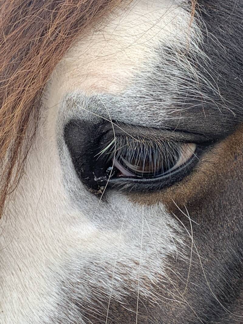 Harmonio Paardencoaching: bekijk jezelf door de ogen van het paard. Gratis proefsessie