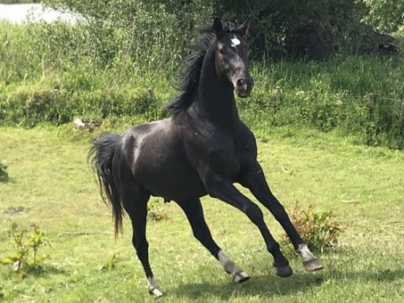 Harmonio paardencoaching: paard op afgelegen eiland in de Biesbosch