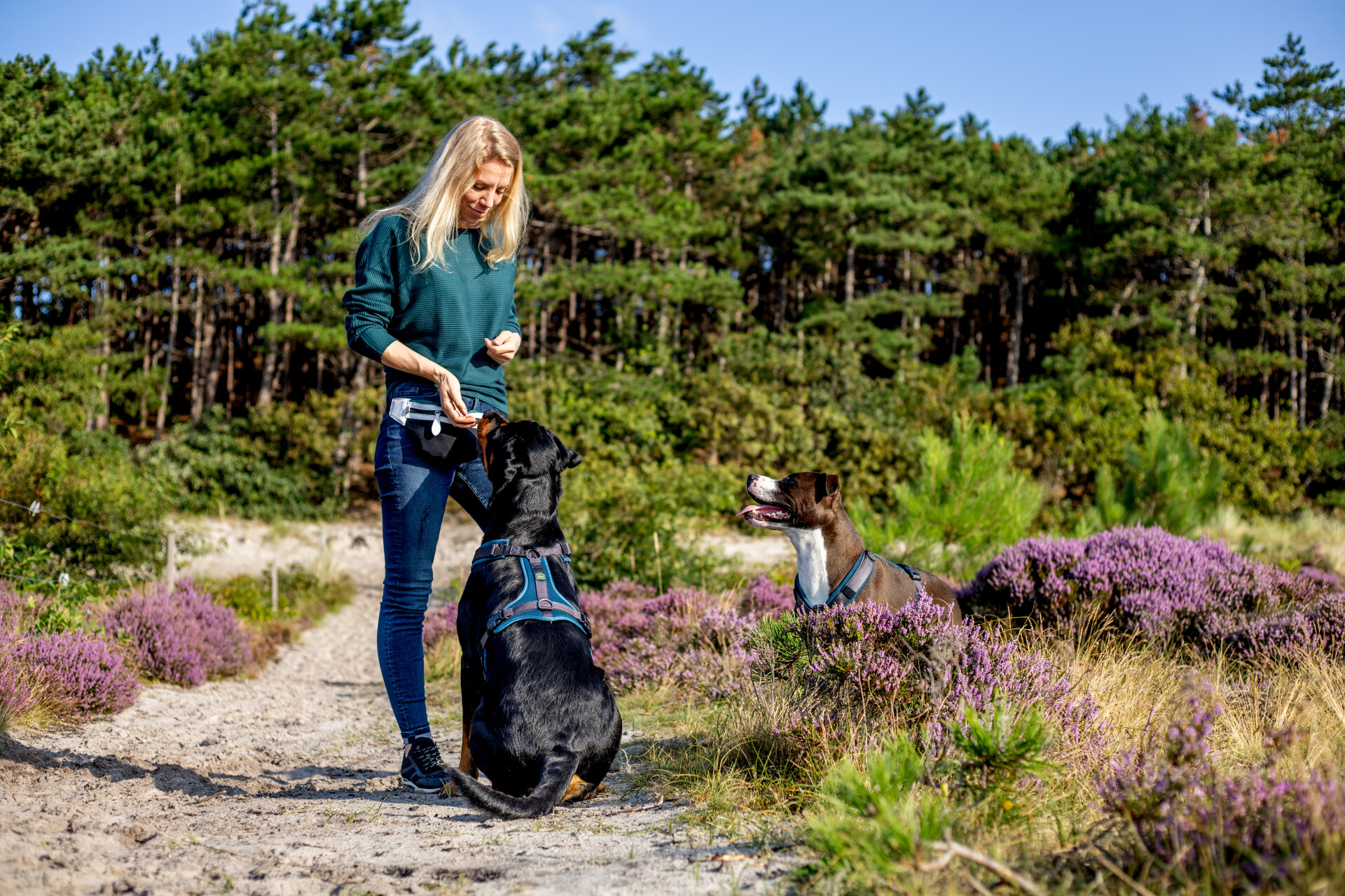 Deskundige begeleiding bij angstige of onzekere honden