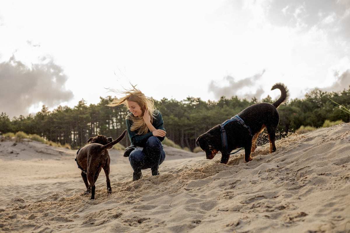 Emoties bij honden | Hondenemoties.nl