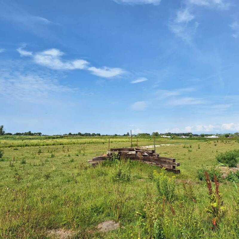 Hondengedragstherapeut in de buurt