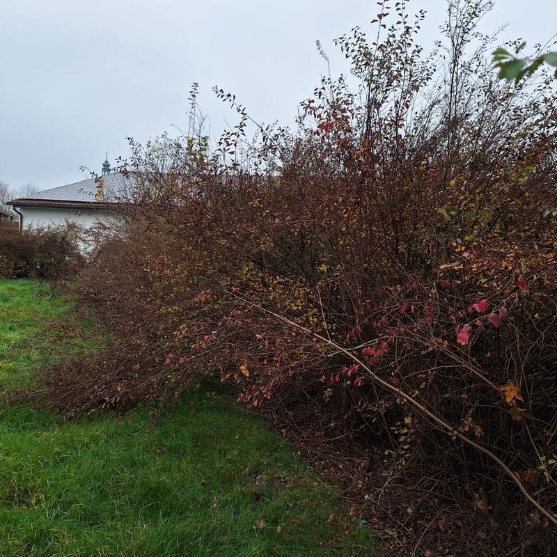 Der unregelmäßige Wuchs und das Überwuchern machen deutlich, dass ein professioneller Heckenschnitt notwendig ist, um die Hecke wieder in Form zu bringen und die Gesundheit der Pflanzen zu fördern.