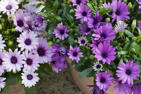 Osteospermum
