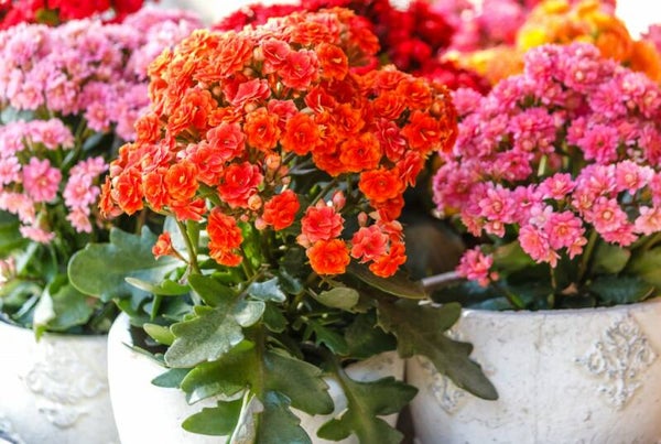 Kalanchoë