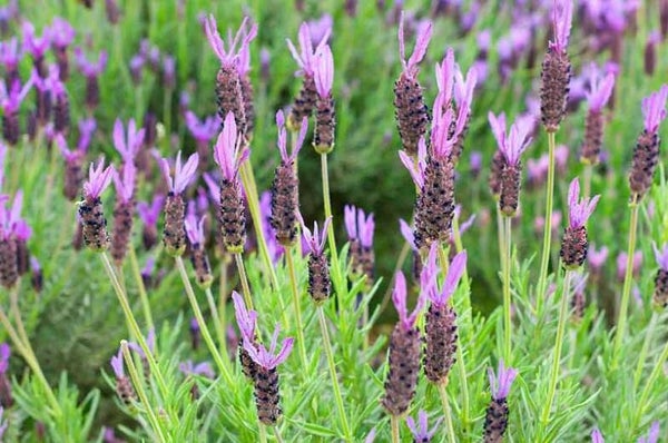 Lavender