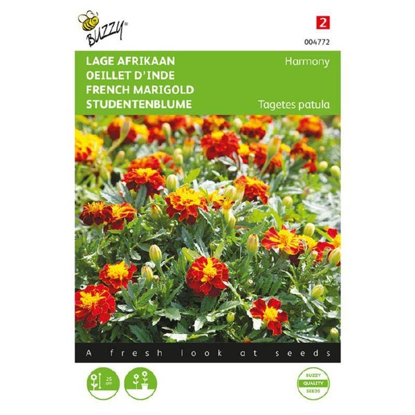 Buzzy® Tagetes, lage Afrikaan Petite Harmony