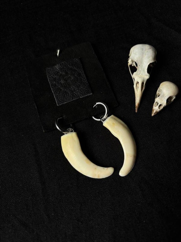 Wild Boar Tusk Earrings