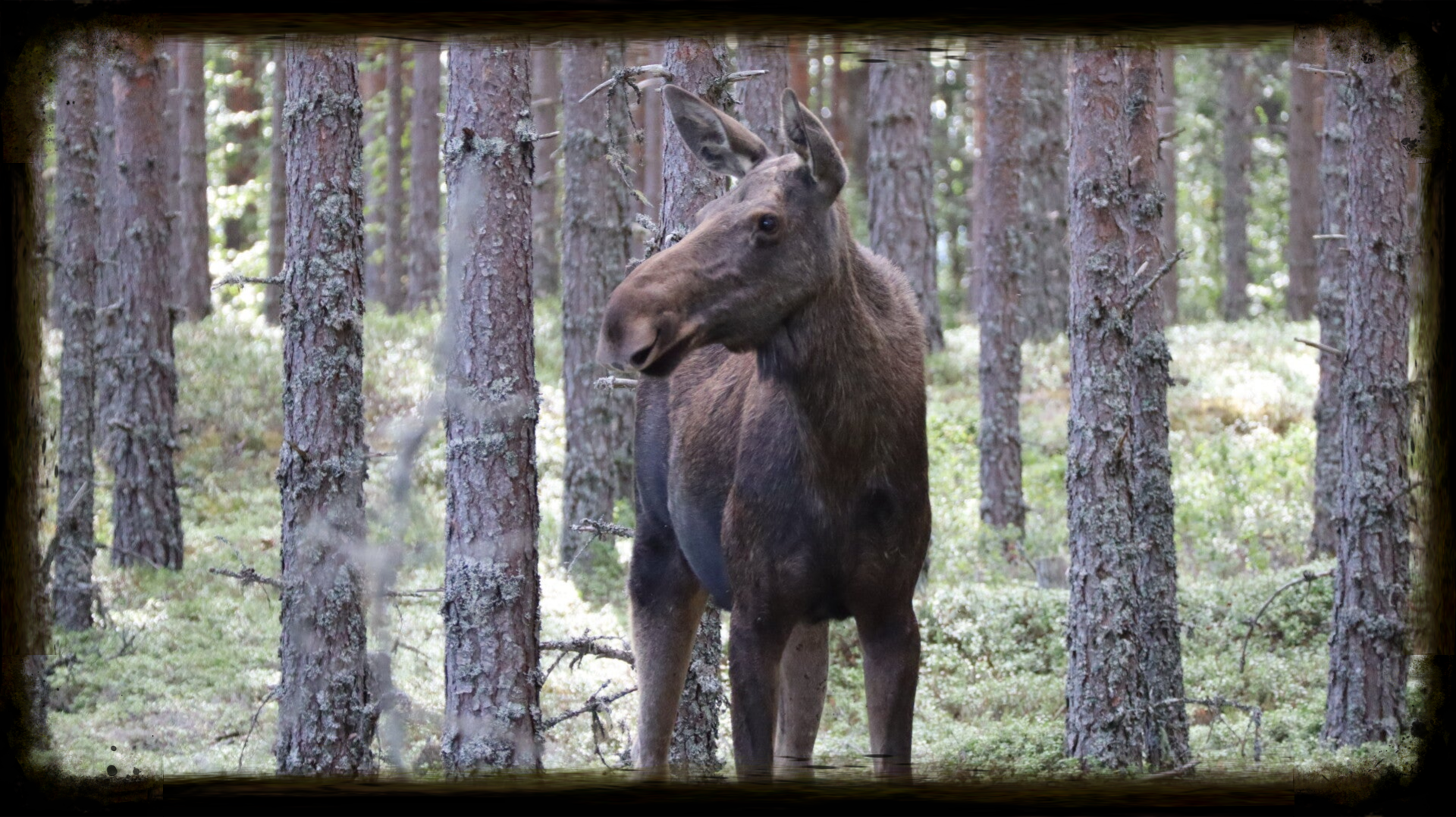 Ein Elch in Schweden