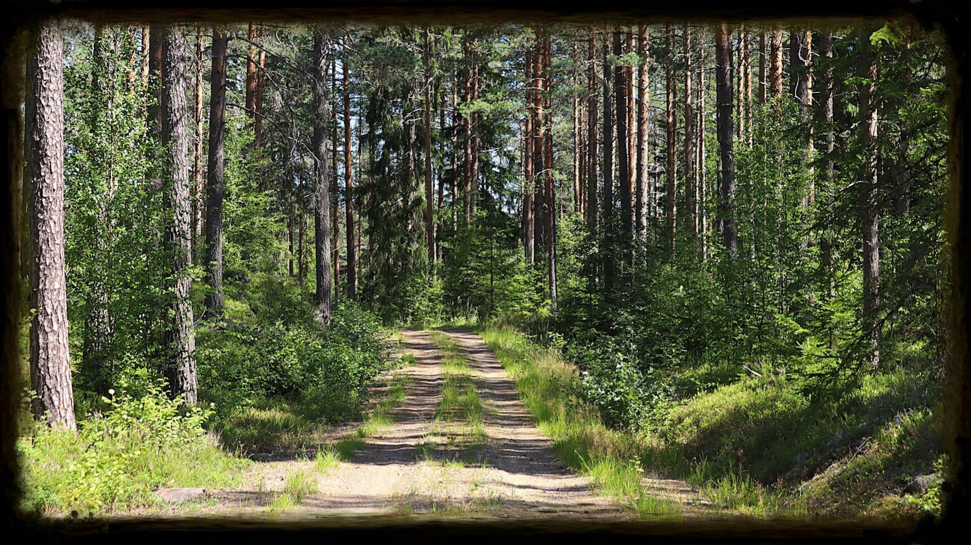 Schotterpiste durch schwedens Wälder